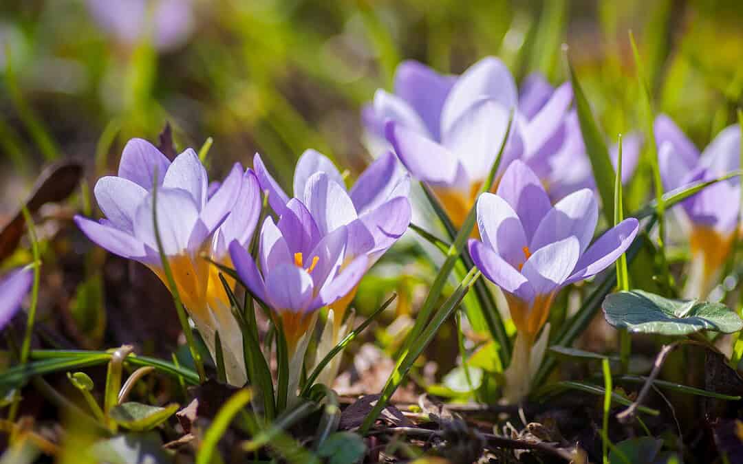Understanding Regeneration